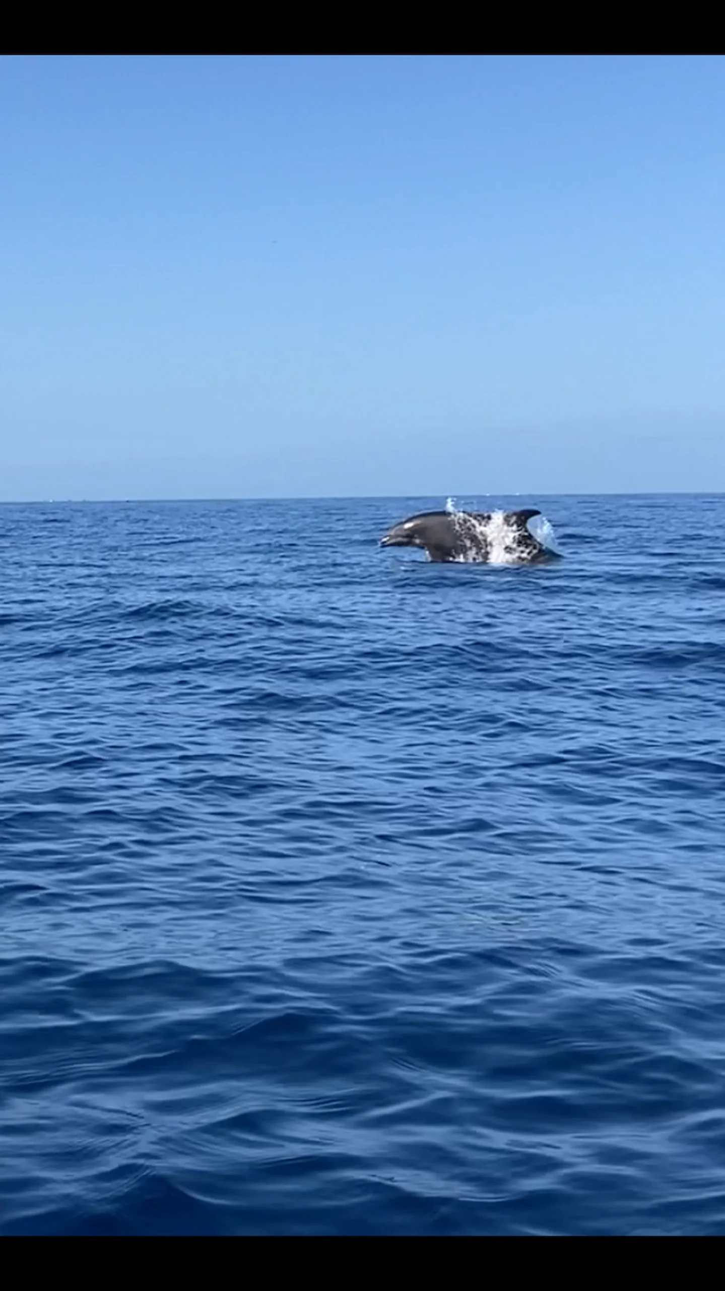 Avistamiento de delfines durante la excursión en kayak por Los Cristianos