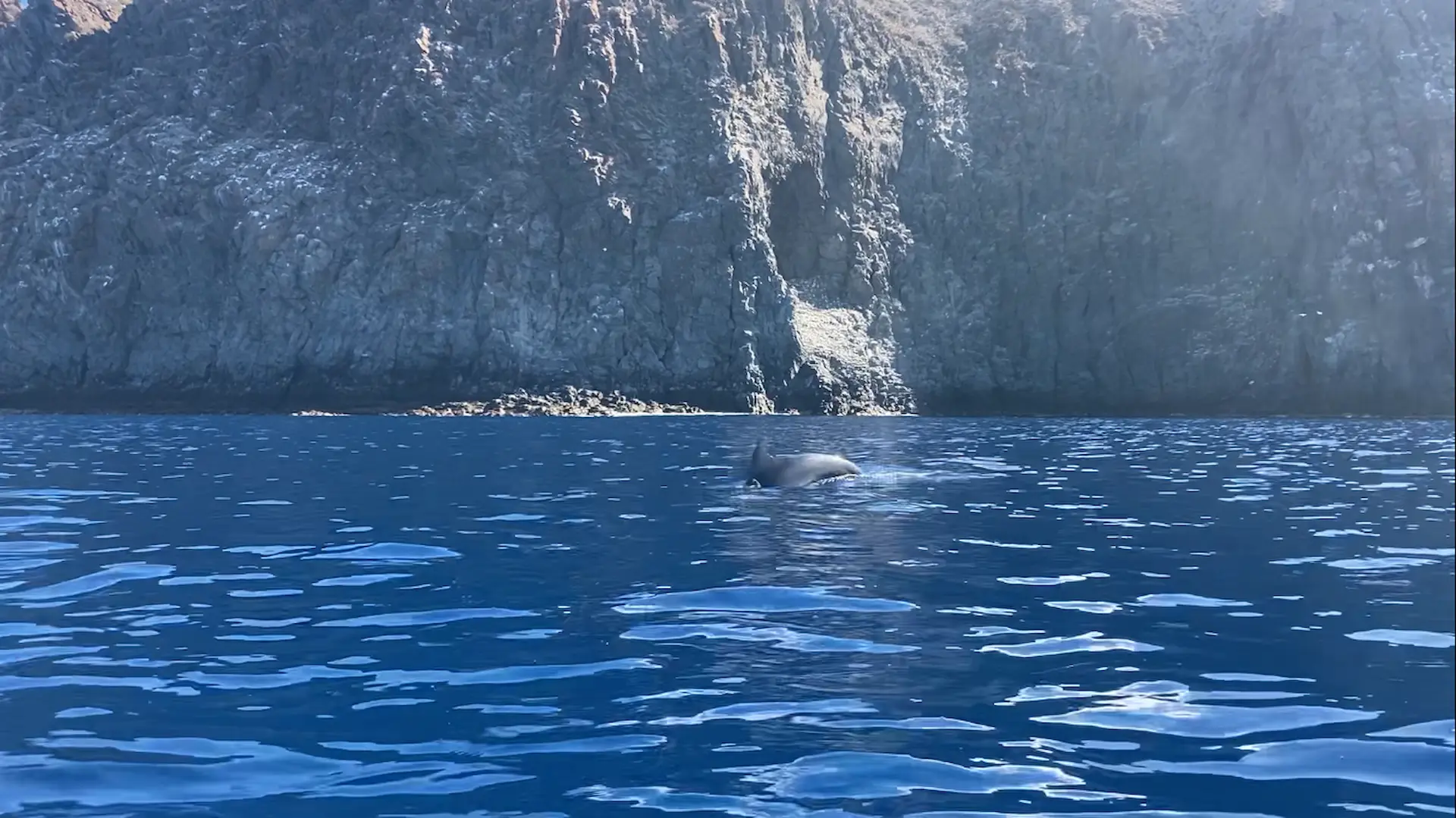 Avistamiento de delfines durante la excursión en kayak por Los Cristianos