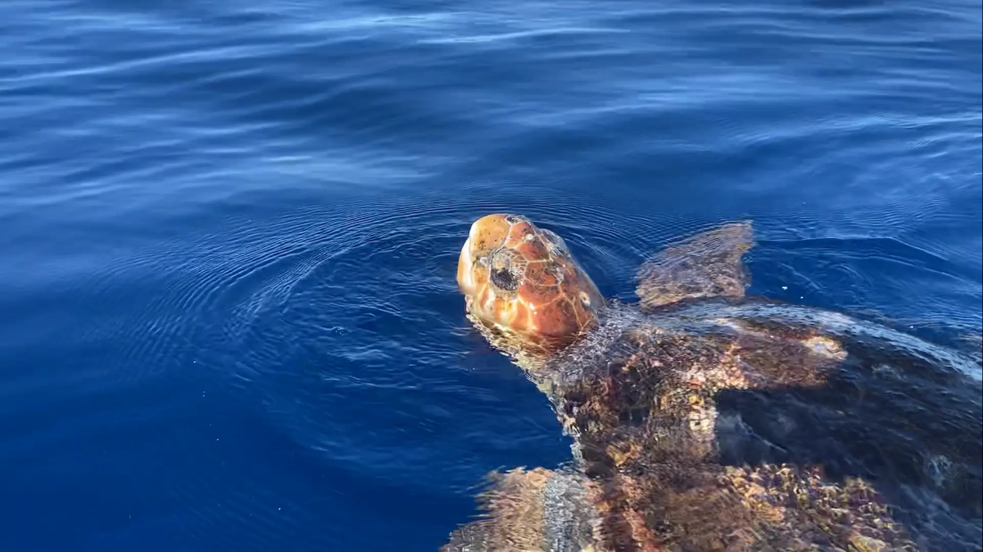 Avistamiento de tortugas durante la excursión en kayak por Los Cristianos